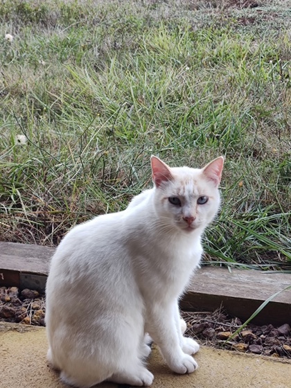 This Cat