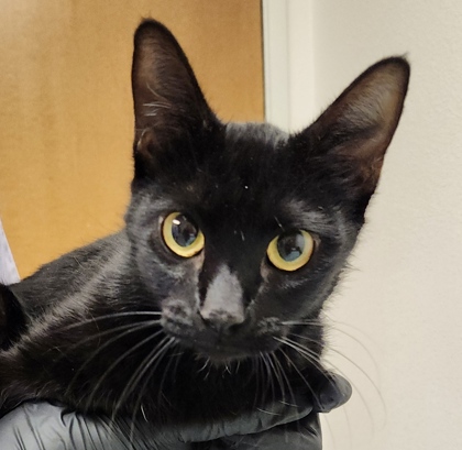 View Acai the Cat Photo #2