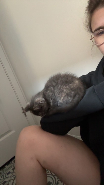 View This Cat Photo #2