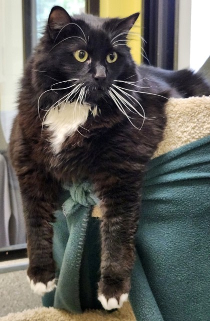 View Misty the Cat Photo #3