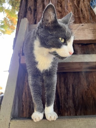View Bb the Cat Photo #3