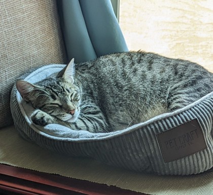 View Elminster the Cat Photo #2