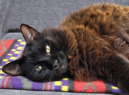 View Jasper the Cat Photo #2