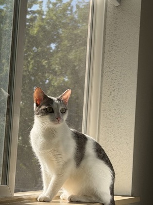 Marzipan / Sadie