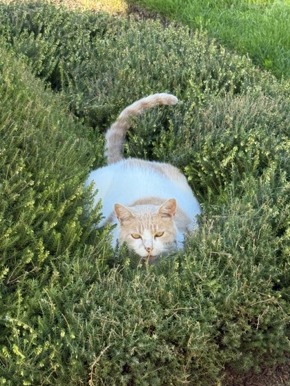View Fat Cat the Cat Photo #2