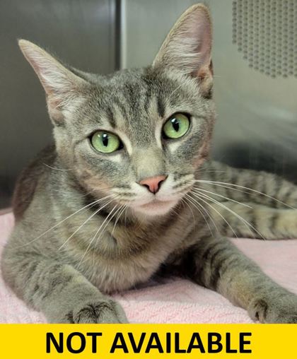 Help Rehome This Cat Pomegranate