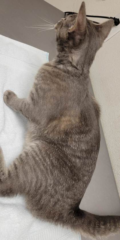 View Pomegranate the Cat Photo #2