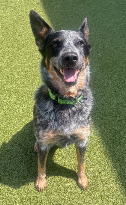 Photo of Nova