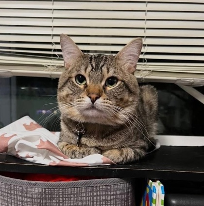 View Rhino the Cat Photo #2