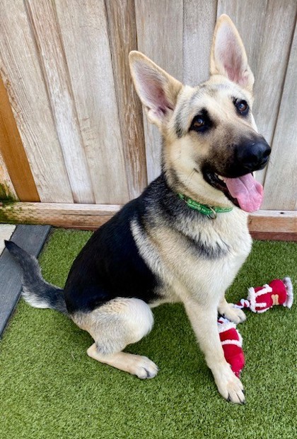 View Zero the Dog Photo #3