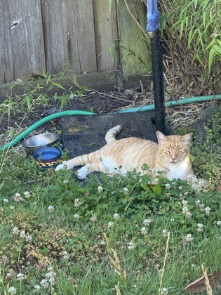 View This Cat Photo #3