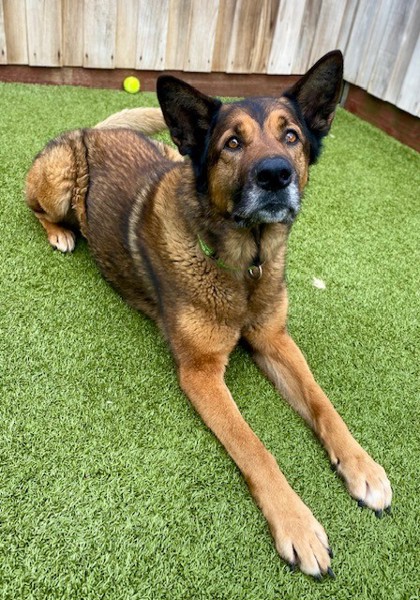 View Miko the Dog Photo #3