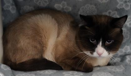 View Monkey the Cat Photo #2