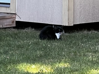 View This Cat Photo #2