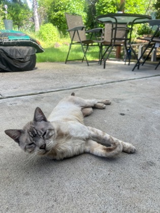 View This Cat Photo #2