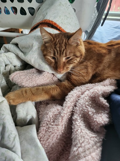 Garfield