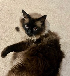 View Waldo the Cat Photo #2
