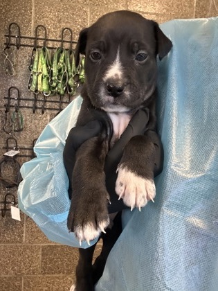 View Dogzilla the Dog Photo #2