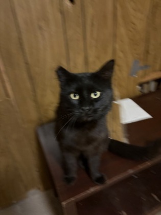 View Wakanda / Kiki the Cat Photo #2