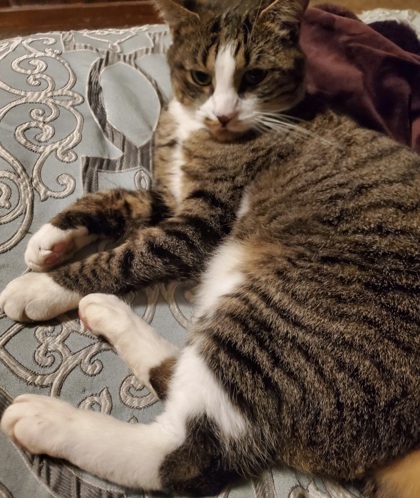View Aesop the Cat Photo #2