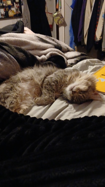 View Raven the Cat Photo #2