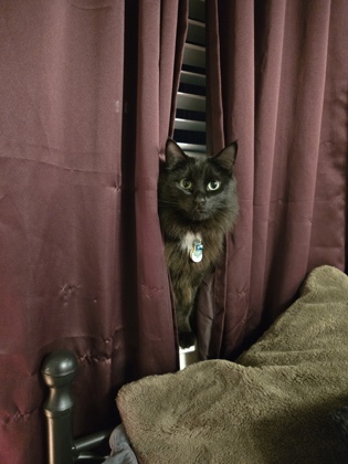 View Loki the Cat Photo #2