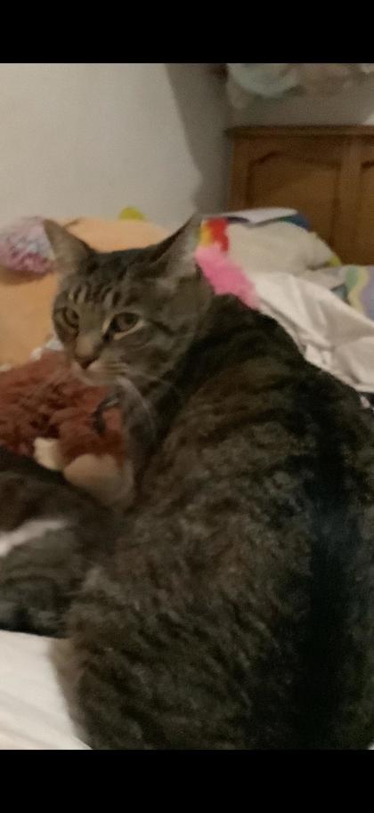 View Fynn the Cat Photo #2