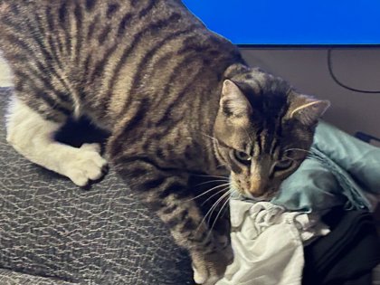 View Rocky the Cat Photo #2