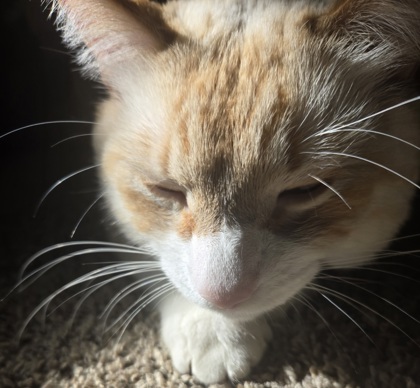View Leche the Cat Photo #2