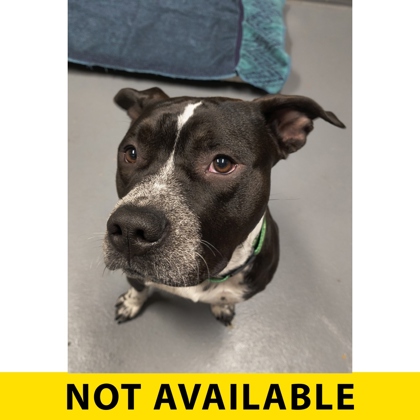 Photo of Silly Goose