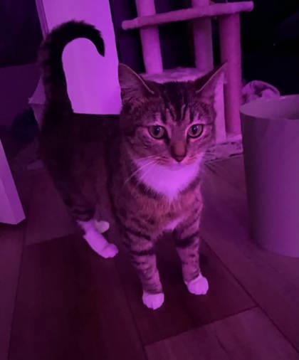 View Freya the Cat Photo #2