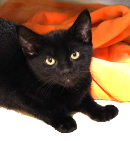 View Raven the Cat Photo #2
