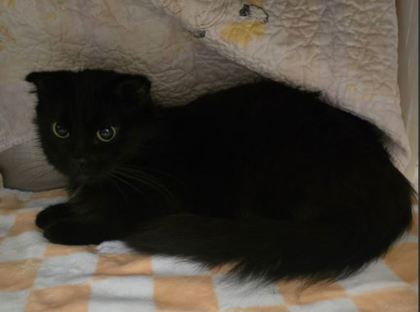 Savvy - Cat