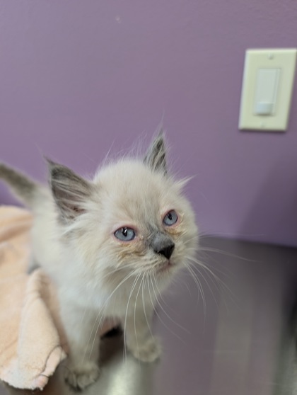 View Orion the Cat Photo #2