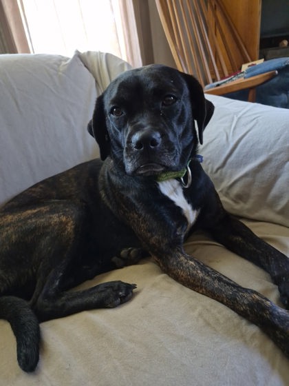 View Mozie the Dog Photo #2