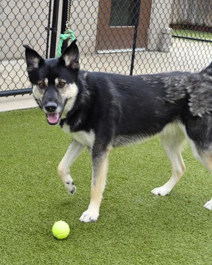 View Amelia the Dog Photo #3