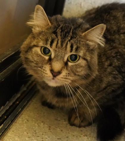 View Baby Mama the Cat Photo #3
