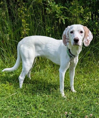 View Zenya the Dog Photo #2