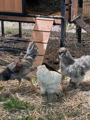 View Walnut the Chicken Photo #2