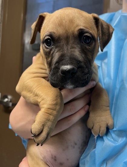 Story - Dog