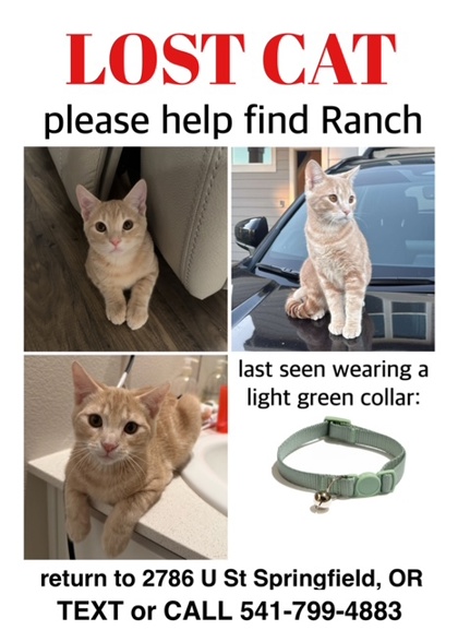 View Ranch the Cat Photo #2