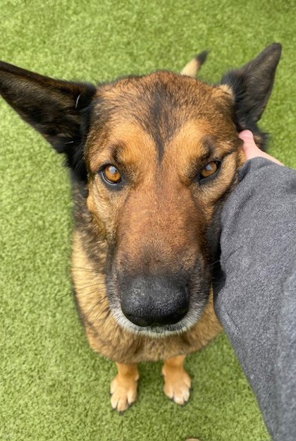 View Miko the Dog Photo #2