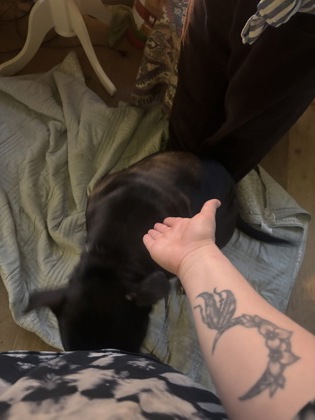 View This Dog Photo #3