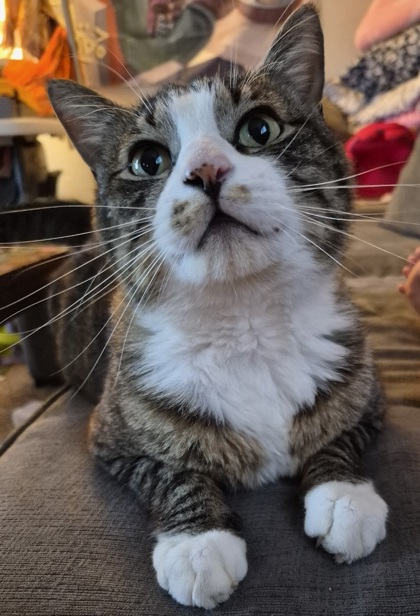 View Aesop the Cat Photo #3