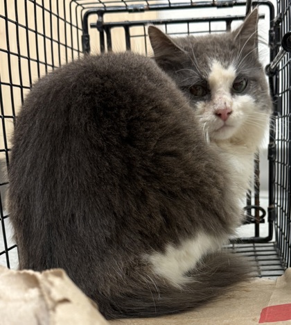 View Juicebox the Cat Photo #2