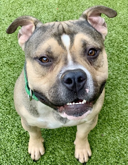 View Gumby the Dog Photo #2