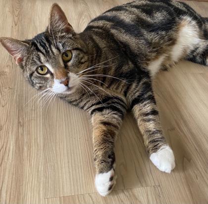 View Sonic the Cat Photo #3