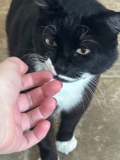 View Sylvester the Cat Photo #2