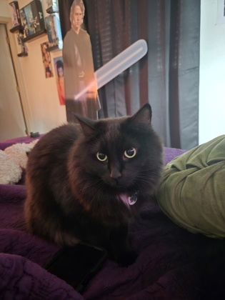 Loki