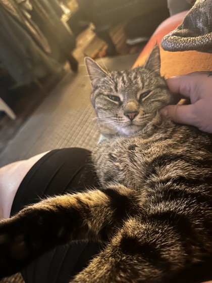 View Freyja the Cat Photo #2